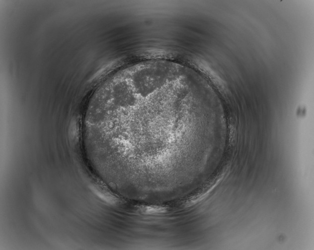 X0000099460165200805301542