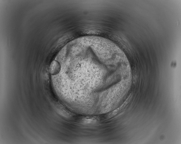 X0000099460175200805301542