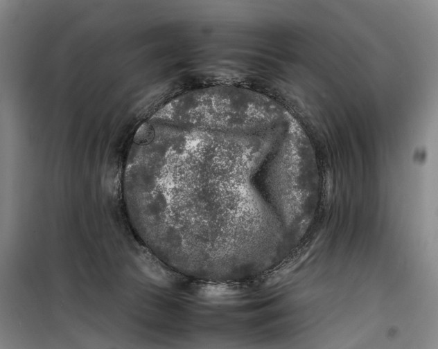 X0000099460177200805301542