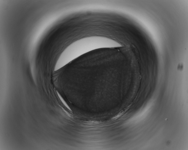 X0000099460239200805301541