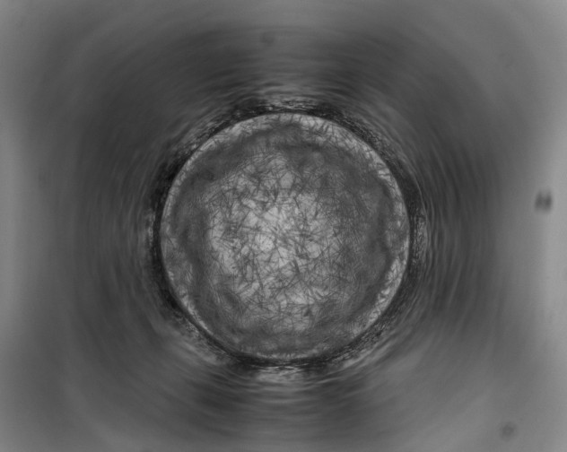 X0000099460271200805301541