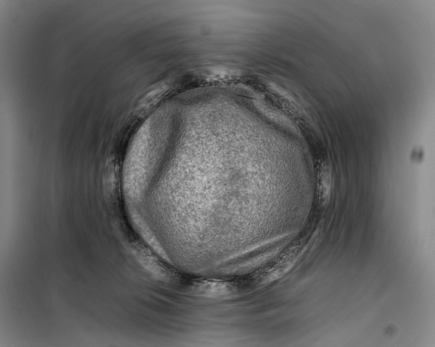 X0000099460276200805301541