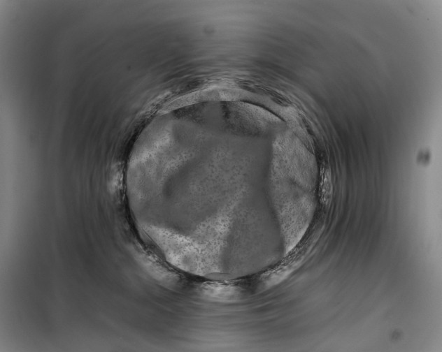 X0000099460284200805301541