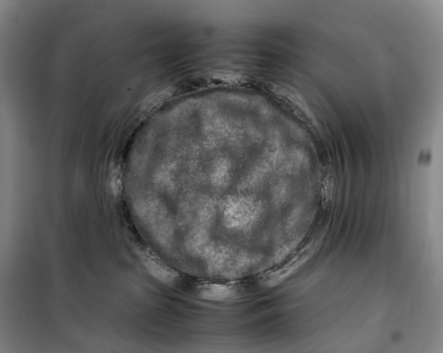 X0000099460285200805301541