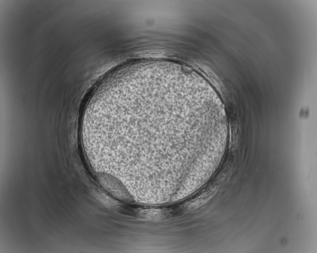 X0000099460301200805301540