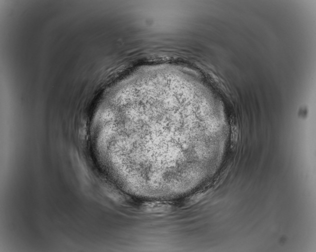 X0000099460331200805301540