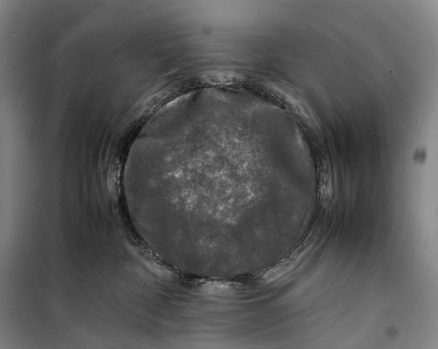 X0000099460332200805301540