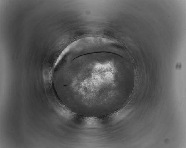 X0000099460336200805301540