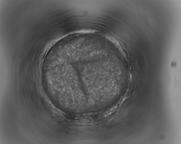 X0000099460337200805301539