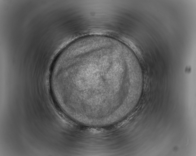 X0000099460346200805301539