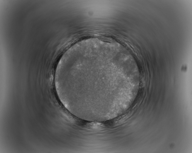 X0000099460427200805301538