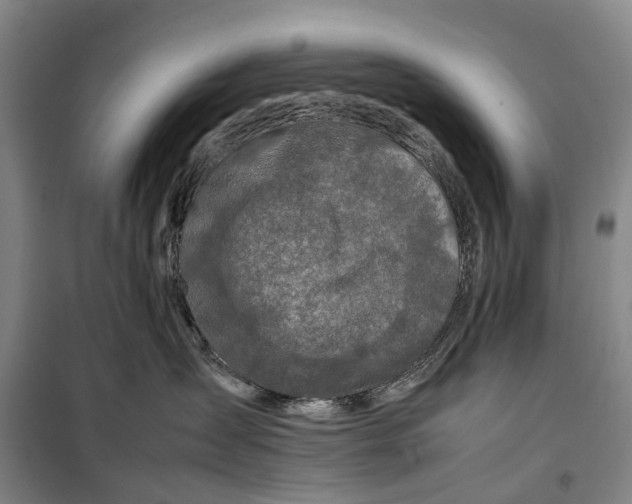 X0000099460431200805301538