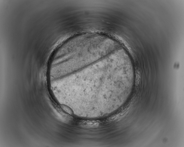 X0000099460443200805301538