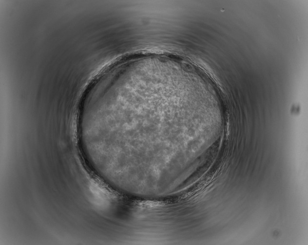 X0000099460444200805301538