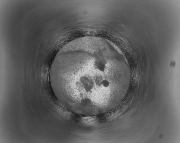 X0000099460511200805301537