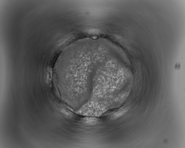 X0000099460528200805301537