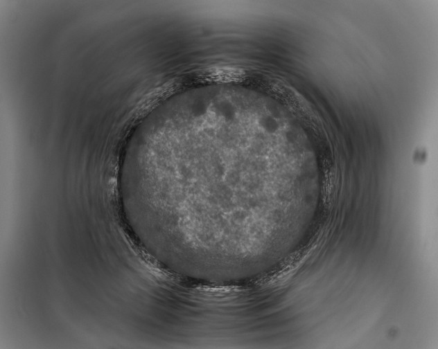 X0000099460553200805301536