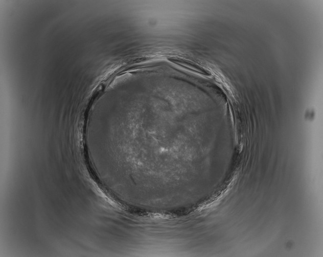 X0000099460585200805301536