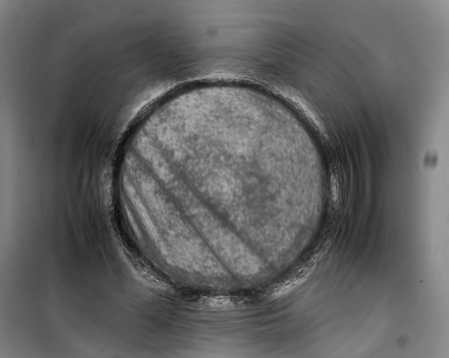 X0000099460588200805301536