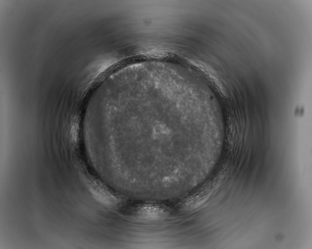 X0000099460596200805301536