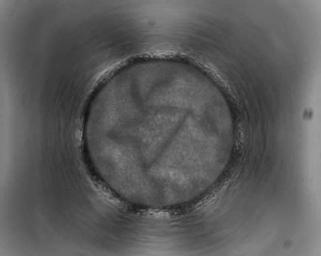 X0000099460640200805301535