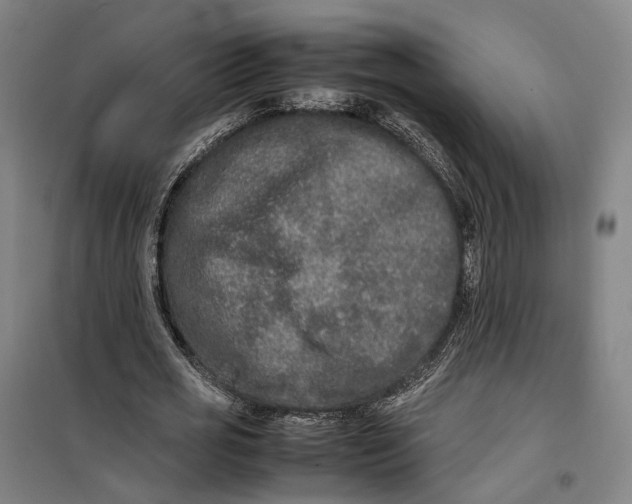 X0000099460725200805301534