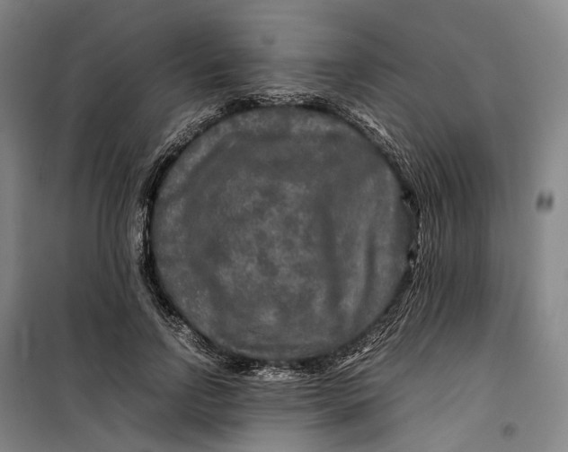 X0000099460742200805301534