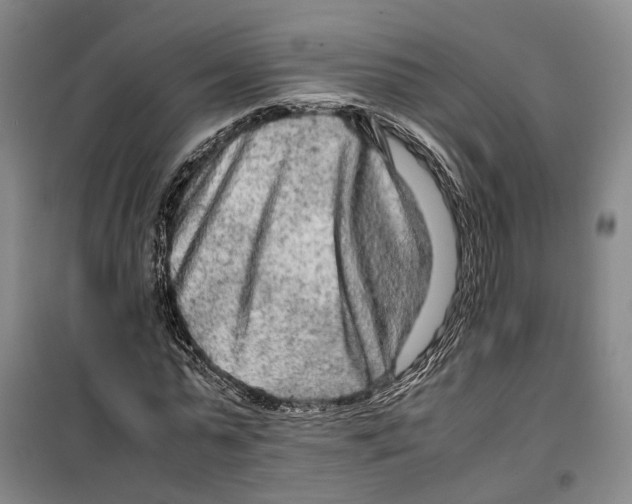 X0000099460775200805301533