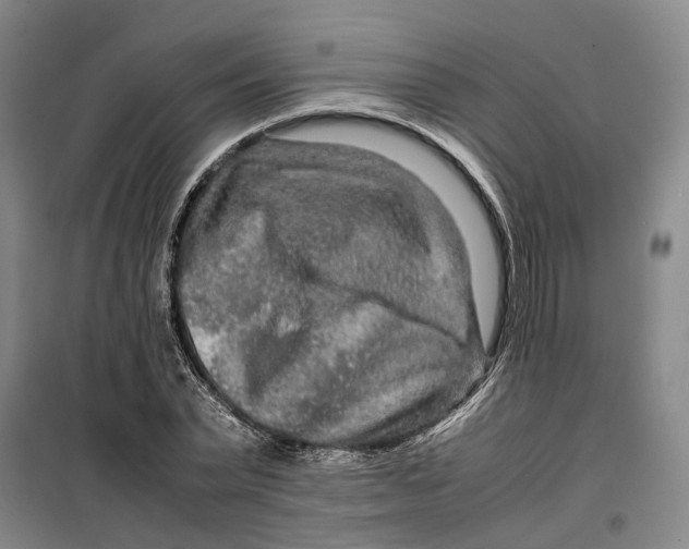 X0000099460783200805301533