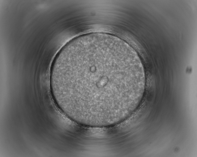 X0000099460836200805301532