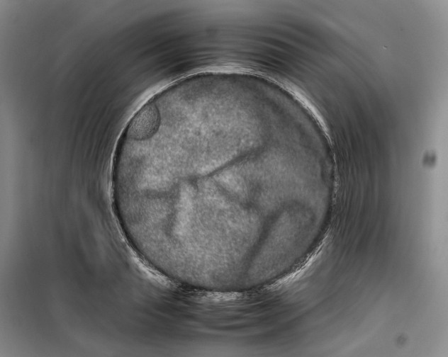 X0000099460845200805301533