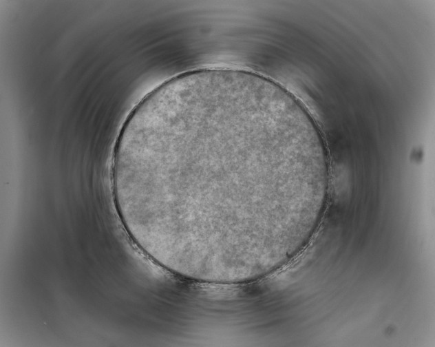 X0000099460856200805301533