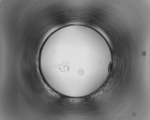 X0000099460861200805301533