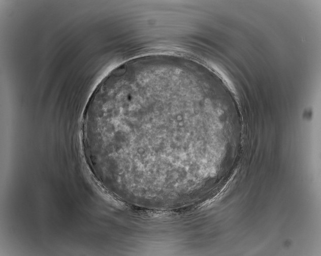 X0000099460899200805301532