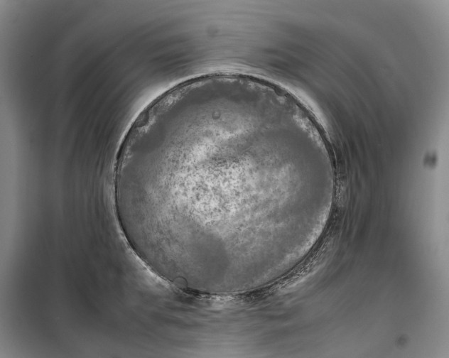 X0000099460903200805301532