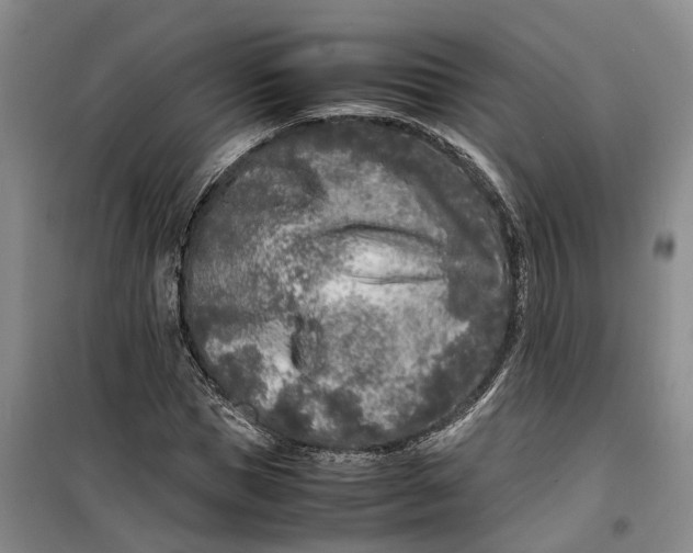 X0000099460921200805301531