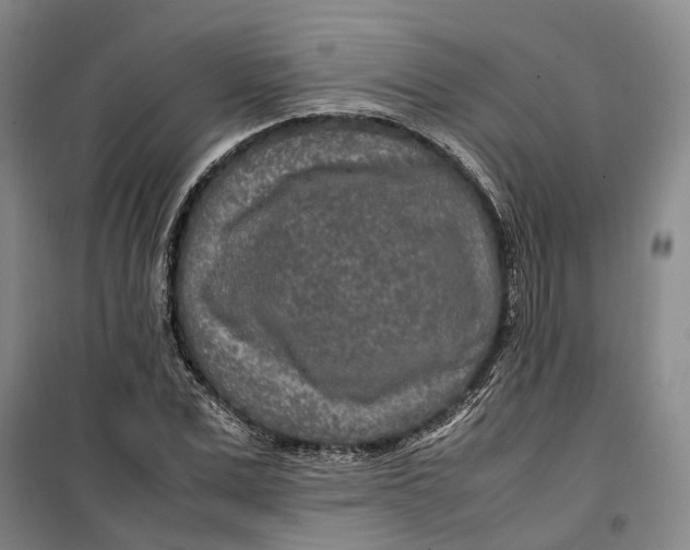 X0000099460975200805301531