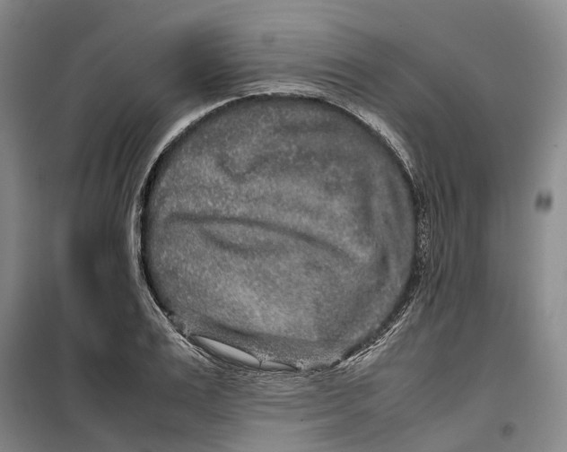 X0000099460983200805301531