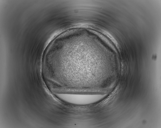 X0000099460994200805301530