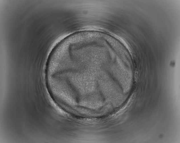 X0000099460995200805301530