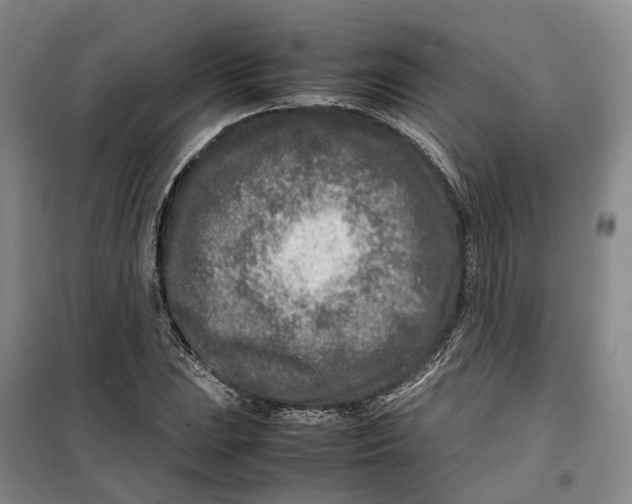 X0000099461023200805301530