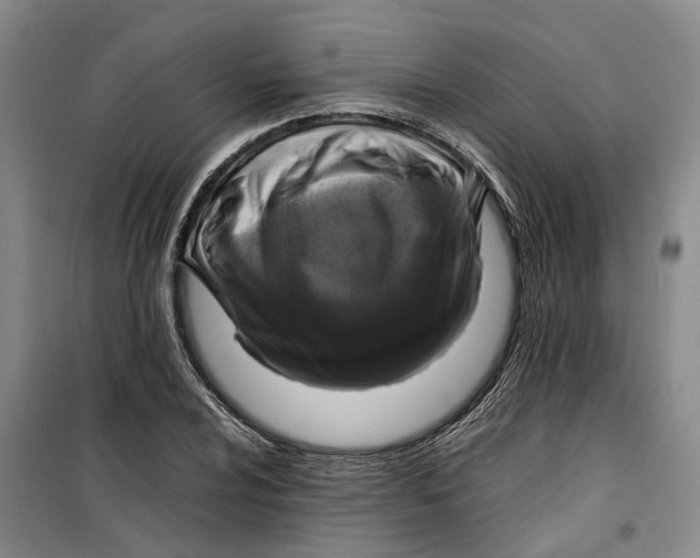 X0000099461024200805301530