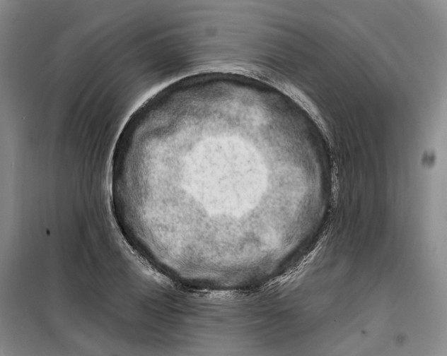 X0000099461028200805301530