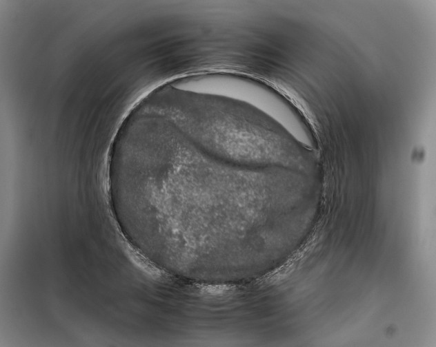 X0000099461031200805301530