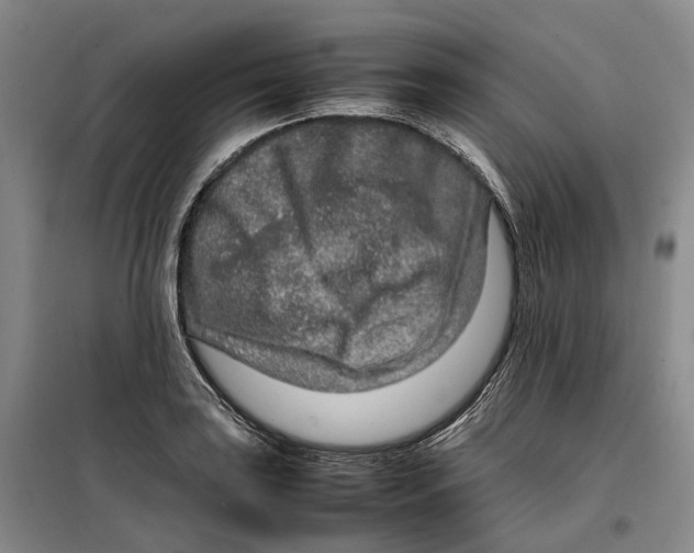 X0000099461035200805301530