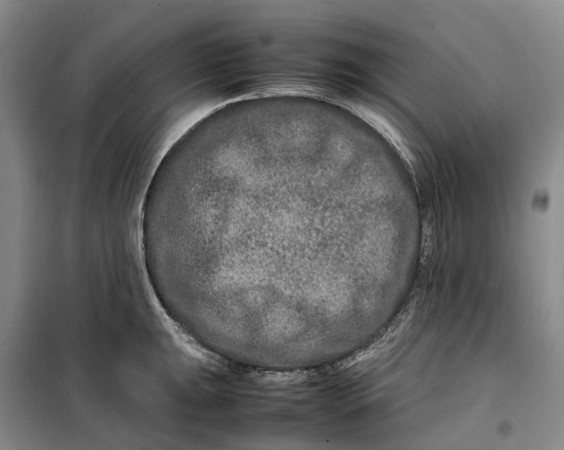 X0000099461047200805301530