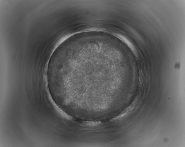 X0000099461055200805301530