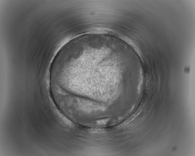 X0000099461083200805301529