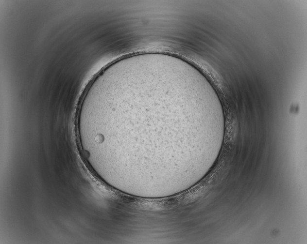 X0000099461086200805301529