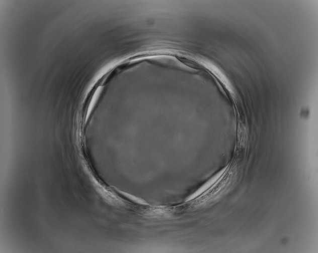 X0000099461101200805301529